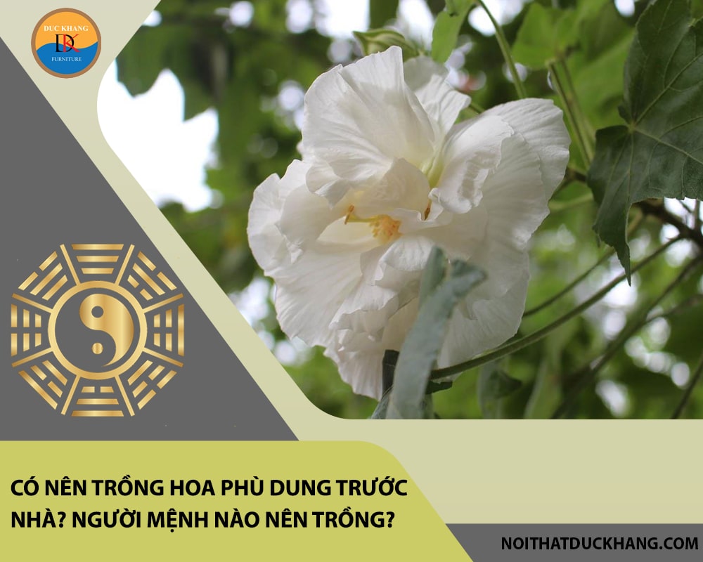 Có nên trồng hoa phù dung trước nhà? Người mệnh nào nên trồng?
