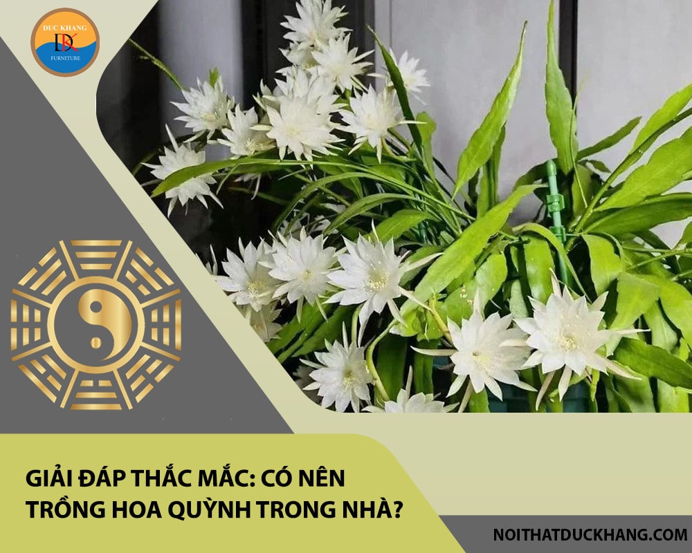 Giải đáp thắc mắc: Có nên trồng hoa quỳnh trong nhà?