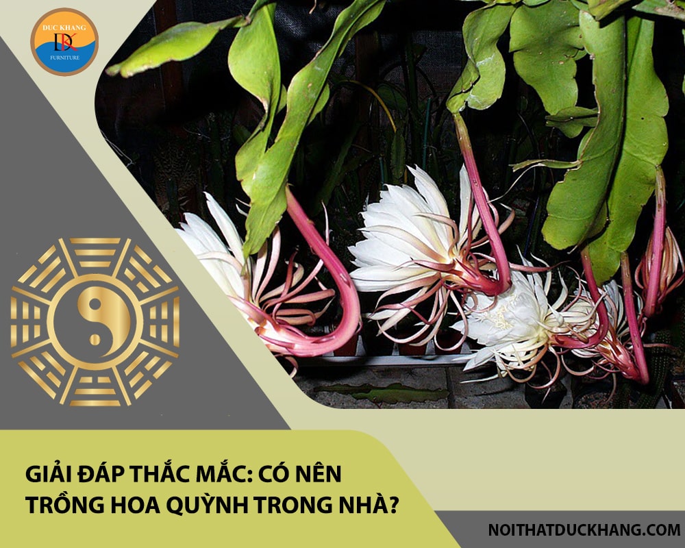 Giải đáp thắc mắc: Có nên trồng hoa quỳnh trong nhà? Giải đáp thắc mắc: Có nên trồng hoa quỳnh trong nhà?