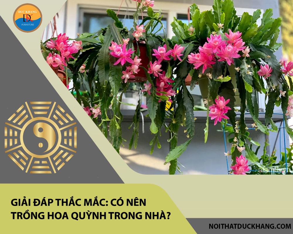 Giải đáp thắc mắc: Có nên trồng hoa quỳnh trong nhà? Giải đáp thắc mắc: Có nên trồng hoa quỳnh trong nhà?