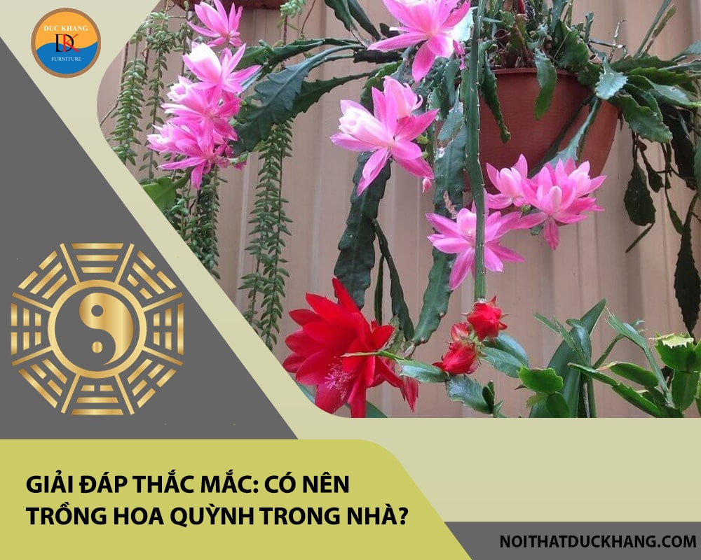 Giải đáp thắc mắc: Có nên trồng hoa quỳnh trong nhà? Giải đáp thắc mắc: Có nên trồng hoa quỳnh trong nhà?
