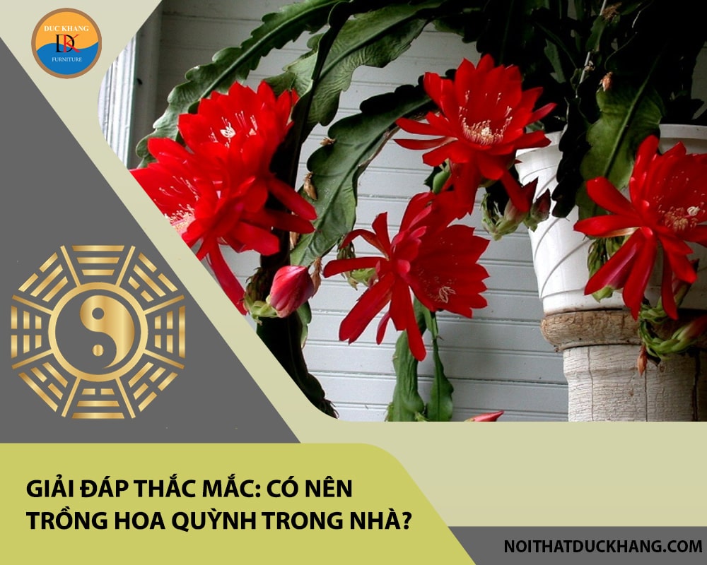Giải đáp thắc mắc: Có nên trồng hoa quỳnh trong nhà? Giải đáp thắc mắc: Có nên trồng hoa quỳnh trong nhà?