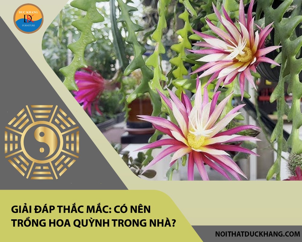 Giải đáp thắc mắc: Có nên trồng hoa quỳnh trong nhà?