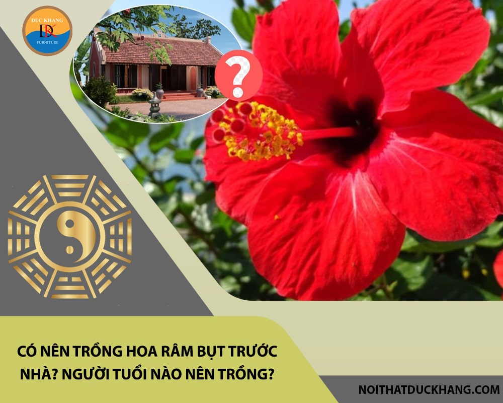 Có nên trồng hoa râm bụt trước nhà? Người tuổi nào nên trồng?