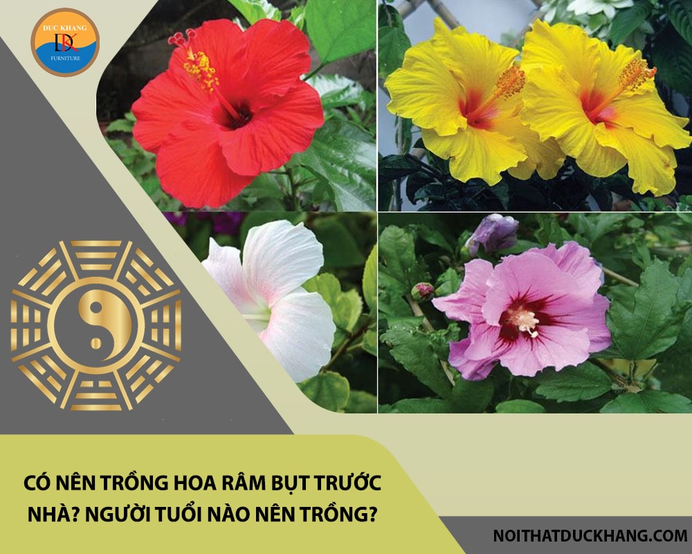 Có nên trồng hoa râm bụt trước nhà? Người tuổi nào nên trồng?