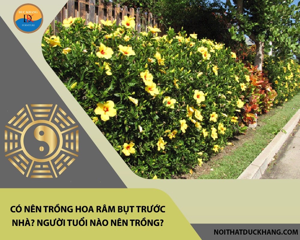 Có nên trồng hoa râm bụt trước nhà? Người tuổi nào nên trồng?