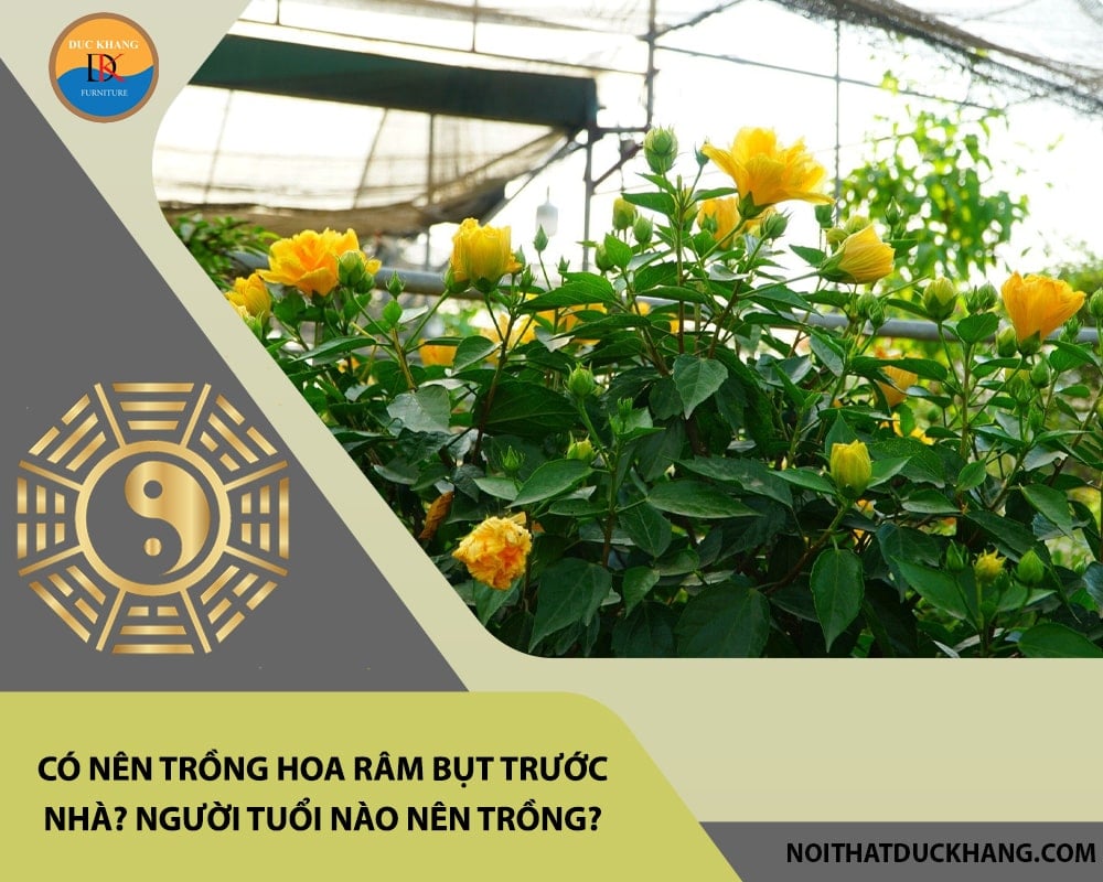 Có nên trồng hoa râm bụt trước nhà? Người tuổi nào nên trồng?
