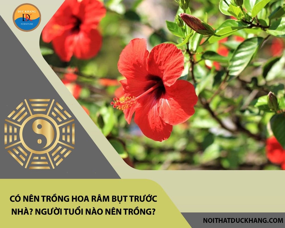 Có nên trồng hoa râm bụt trước nhà? Người tuổi nào nên trồng?