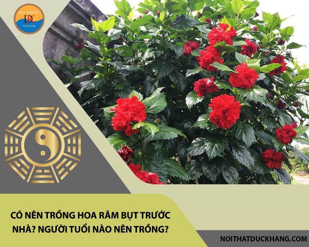 Có nên trồng hoa râm bụt trước nhà? Người tuổi nào nên trồng?