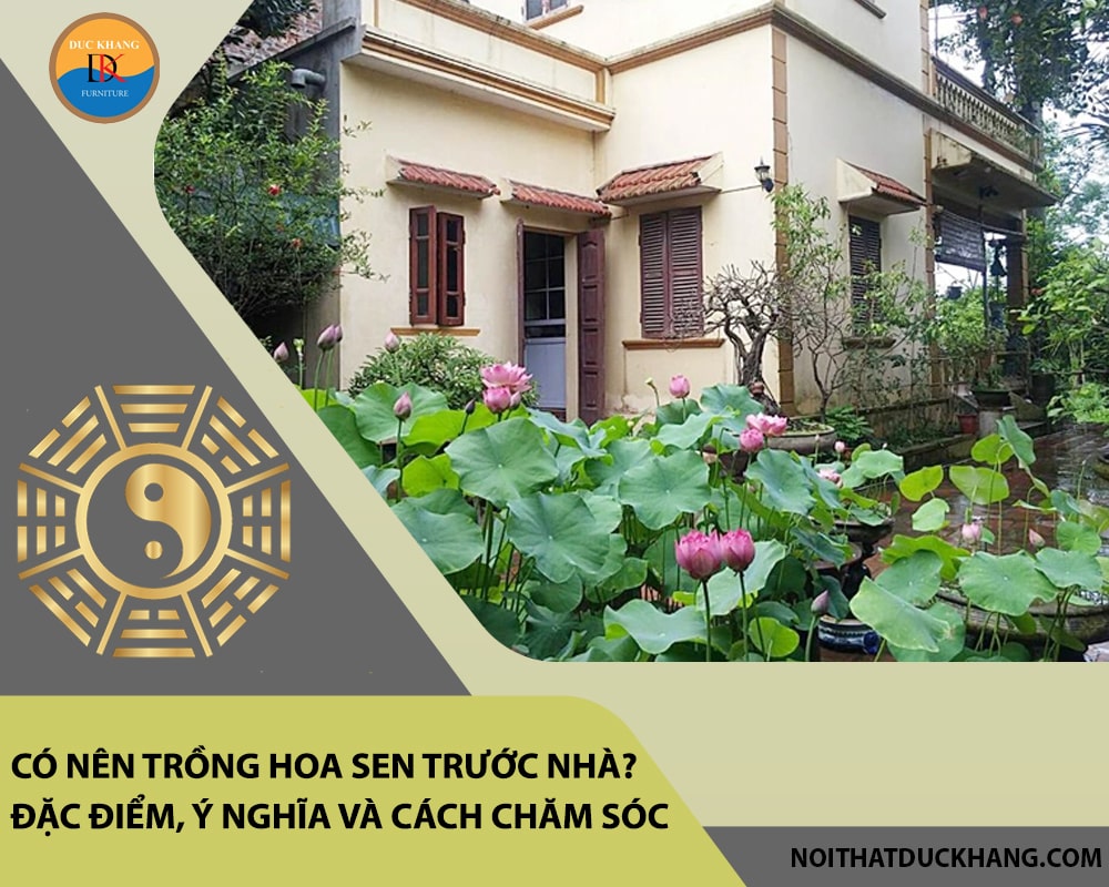 Có nên trồng hoa sen trước nhà? Đặc điểm, ý nghĩa và cách chăm sóc