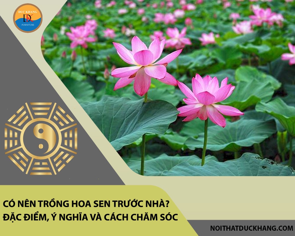 Có nên trồng hoa sen trước nhà? Đặc điểm, ý nghĩa và cách chăm sóc