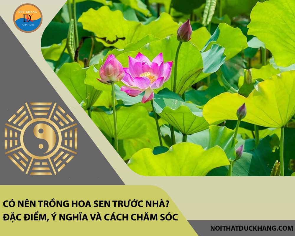 Có nên trồng hoa sen trước nhà? Đặc điểm, ý nghĩa và cách chăm sóc