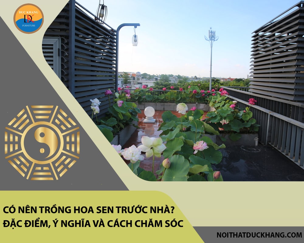 Có nên trồng hoa sen trước nhà? Đặc điểm, ý nghĩa và cách chăm sóc