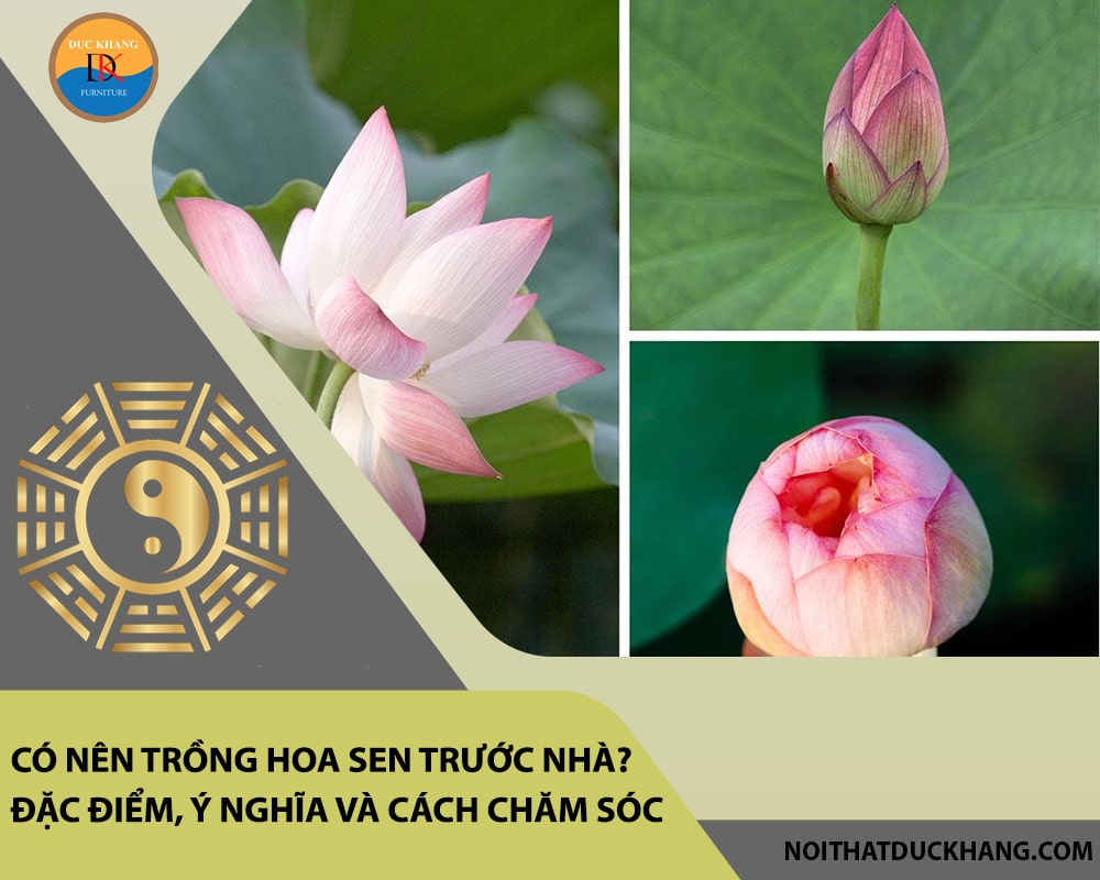 Có nên trồng hoa sen trước nhà? Đặc điểm, ý nghĩa và cách chăm sóc