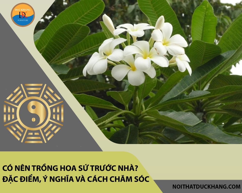Có nên trồng hoa sứ trước nhà? Đặc điểm, ý nghĩa và cách chăm sóc Có nên trồng hoa sứ trước nhà? Đặc điểm, ý nghĩa và cách chăm sóc
