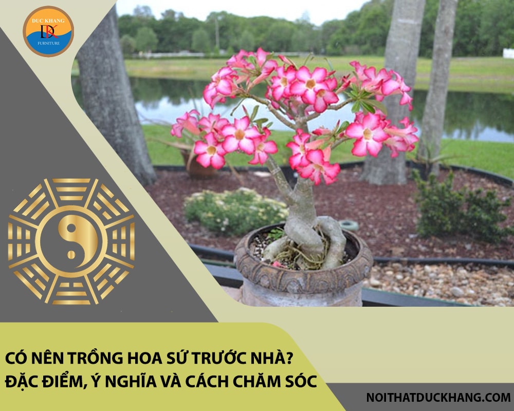 Có nên trồng hoa sứ trước nhà? Đặc điểm, ý nghĩa và cách chăm sóc Có nên trồng hoa sứ trước nhà? Đặc điểm, ý nghĩa và cách chăm sóc