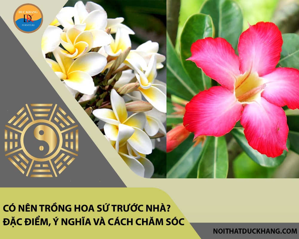 Có nên trồng hoa sứ trước nhà? Đặc điểm, ý nghĩa và cách chăm sóc Có nên trồng hoa sứ trước nhà? Đặc điểm, ý nghĩa và cách chăm sóc