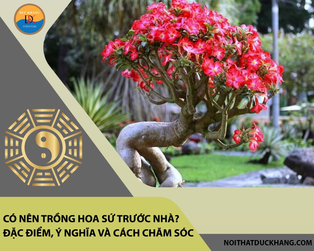 Có nên trồng hoa sứ trước nhà? Đặc điểm, ý nghĩa và cách chăm sóc