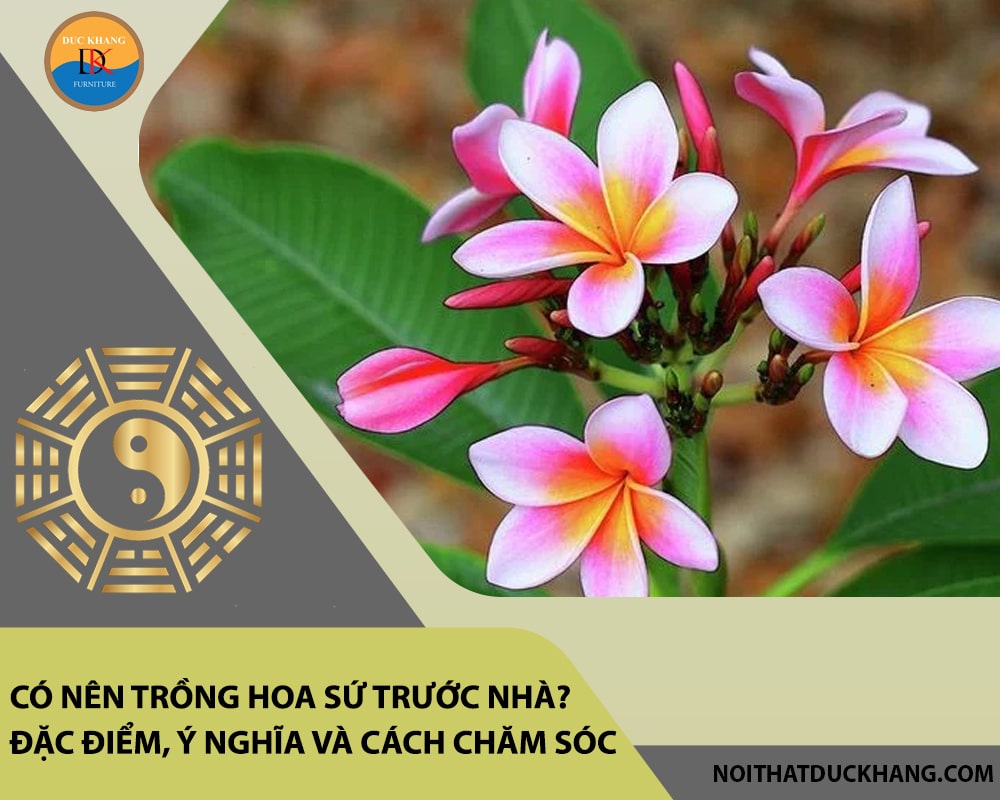 Có nên trồng hoa sứ trước nhà? Đặc điểm, ý nghĩa và cách chăm sóc Có nên trồng hoa sứ trước nhà? Đặc điểm, ý nghĩa và cách chăm sóc