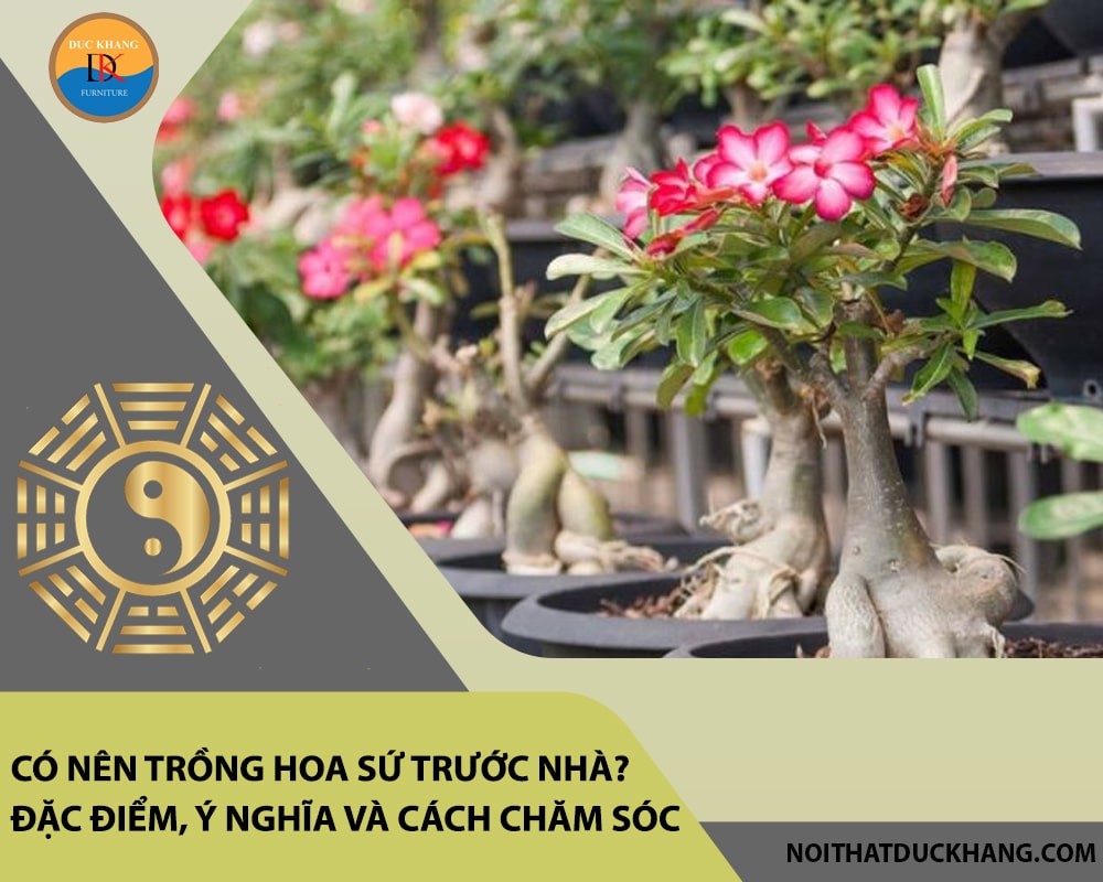 Có nên trồng hoa sứ trước nhà? Đặc điểm, ý nghĩa và cách chăm sóc Có nên trồng hoa sứ trước nhà? Đặc điểm, ý nghĩa và cách chăm sóc