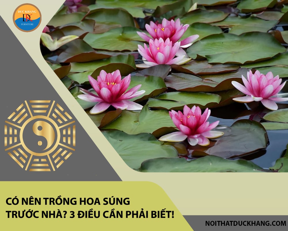 Có nên trồng hoa súng trước nhà? 3 điều cần phải biết!