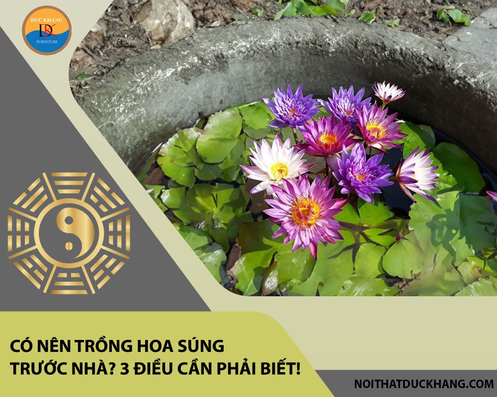 Có nên trồng hoa súng trước nhà? 3 điều cần phải biết!