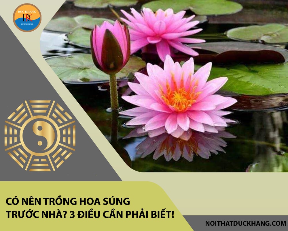 Có nên trồng hoa súng trước nhà? 3 điều cần phải biết!