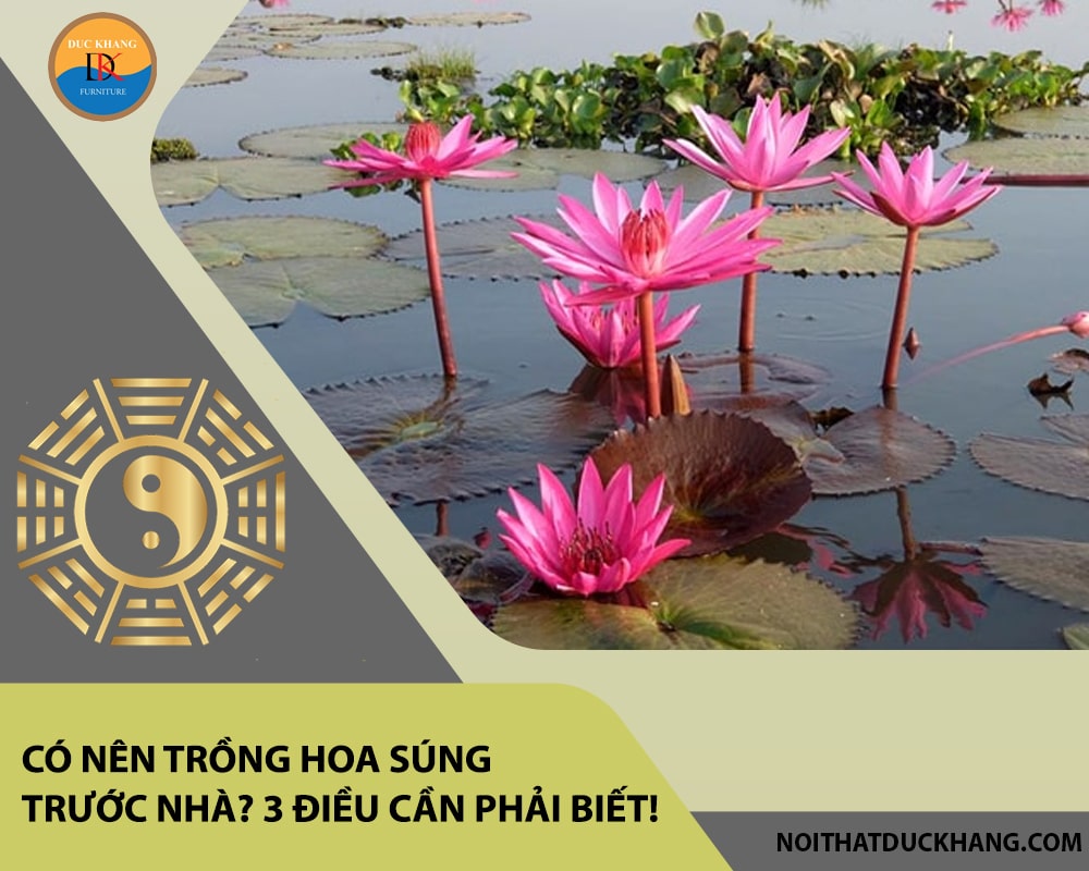 Có nên trồng hoa súng trước nhà? 3 điều cần phải biết!