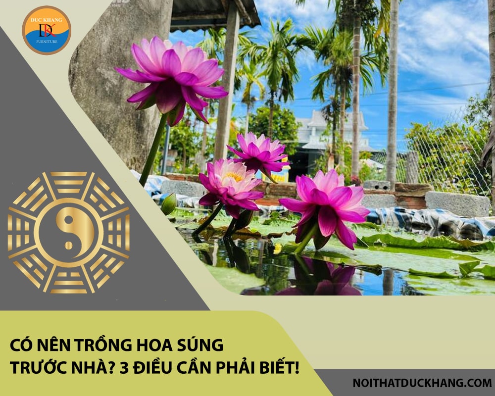 Có nên trồng hoa súng trước nhà? 3 điều cần phải biết!