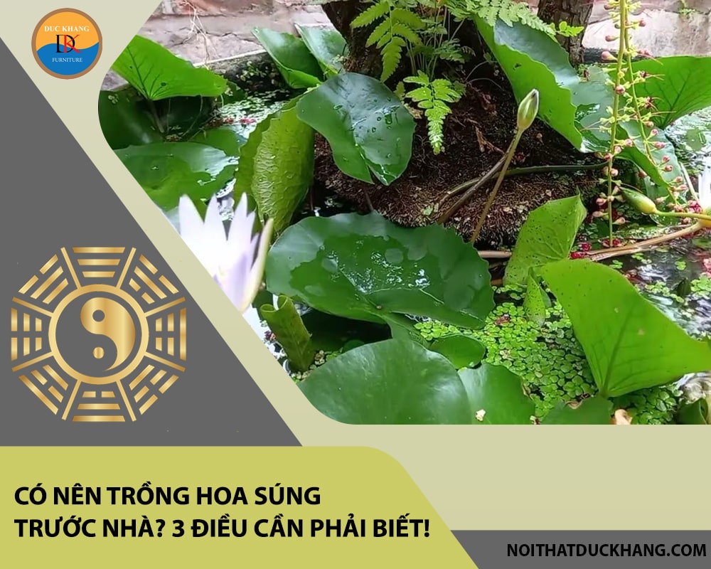 Có nên trồng hoa súng trước nhà? 3 điều cần phải biết!