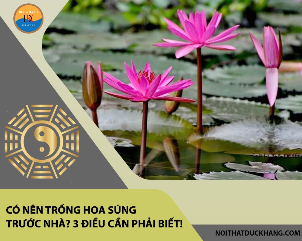 Có nên trồng hoa súng trước nhà? 3 điều cần phải biết!