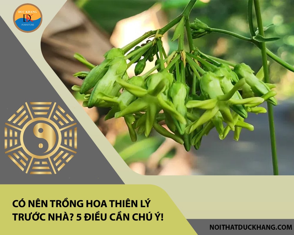 Có nên trồng hoa thiên lý trước nhà? 5 điều cần chú ý!