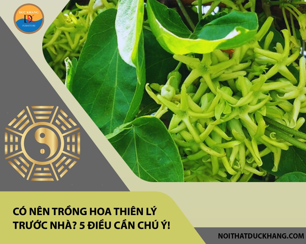 Có nên trồng hoa thiên lý trước nhà? 5 điều cần chú ý!