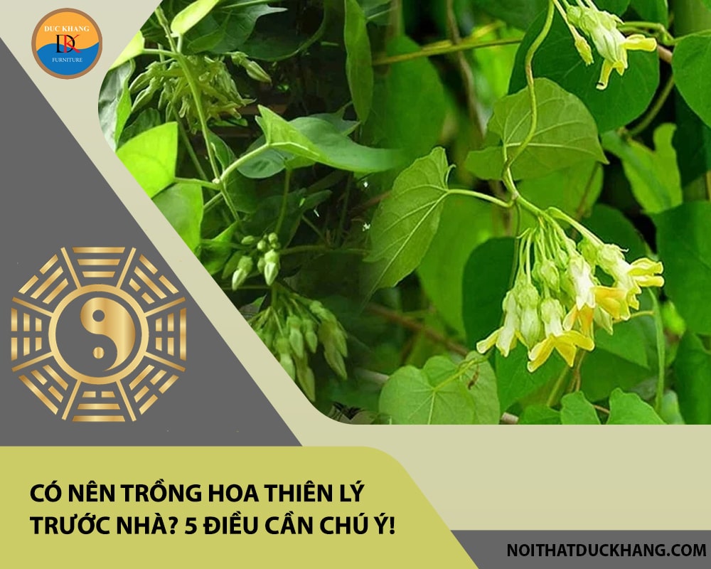 Có nên trồng hoa thiên lý trước nhà? 5 điều cần chú ý!