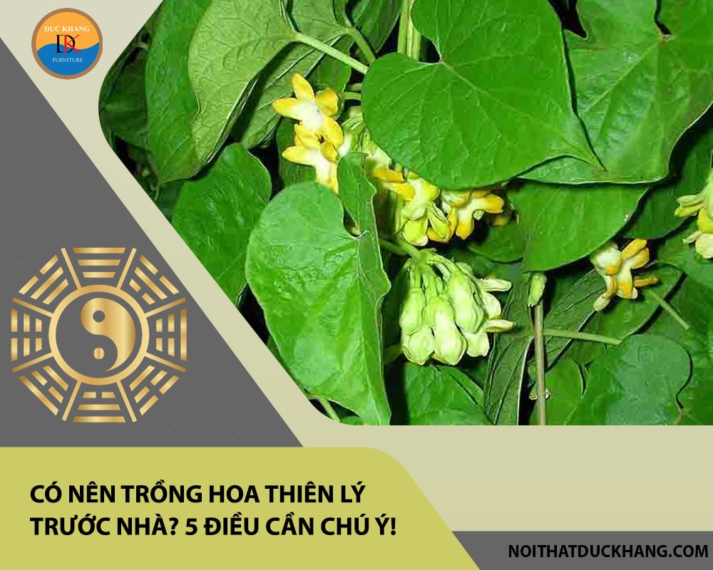 Có nên trồng hoa thiên lý trước nhà? 5 điều cần chú ý!