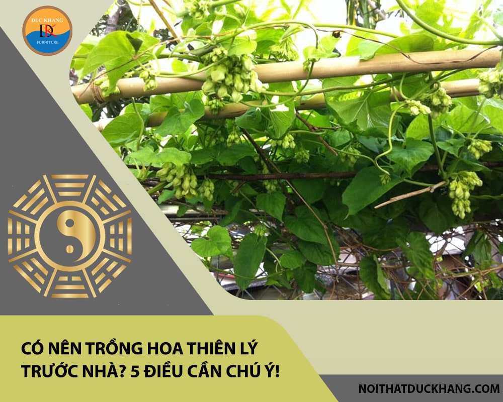 Có nên trồng hoa thiên lý trước nhà? 5 điều cần chú ý!