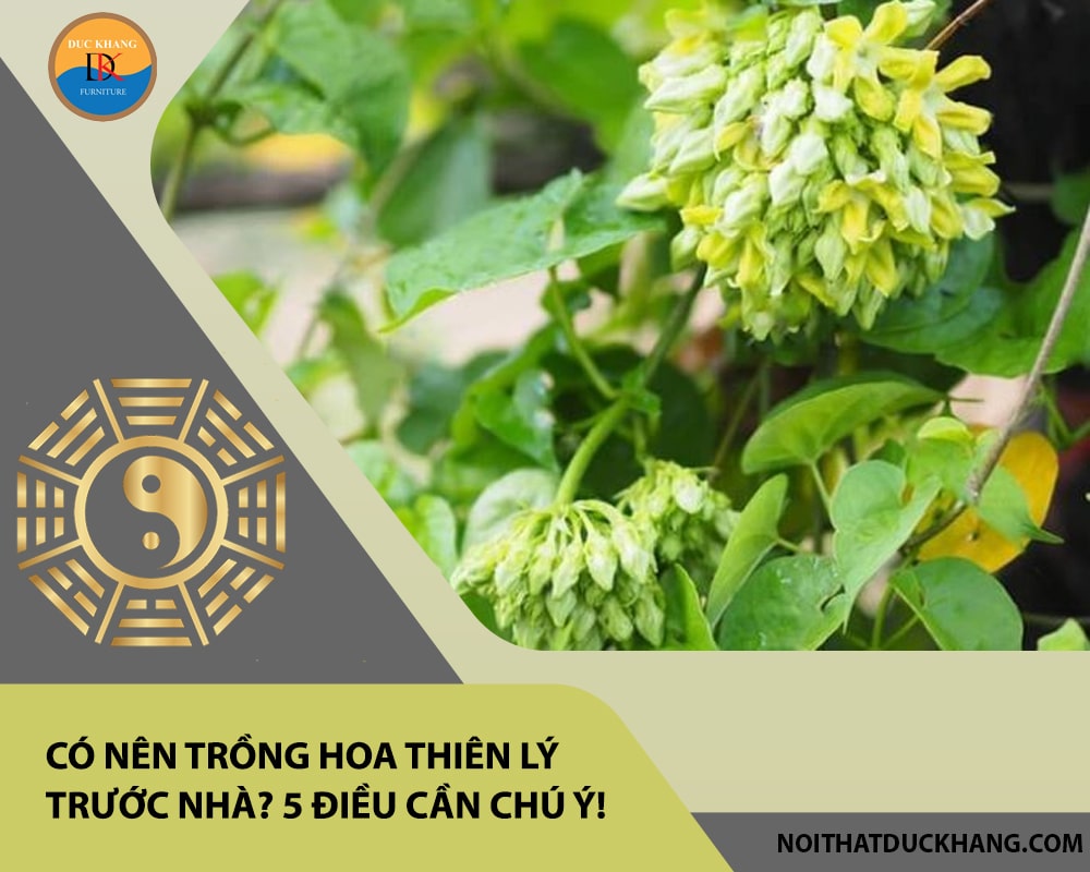 Có nên trồng hoa thiên lý trước nhà? 5 điều cần chú ý!