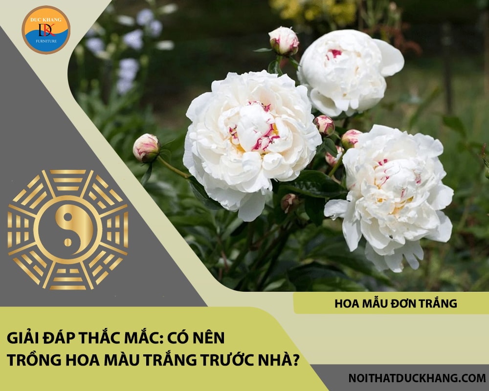Những loại hoa màu trắng nào nên trồng trước nhà - Hoa mẫu đơn trắng Những loại hoa màu trắng nào nên trồng trước nhà - Hoa mẫu đơn trắng