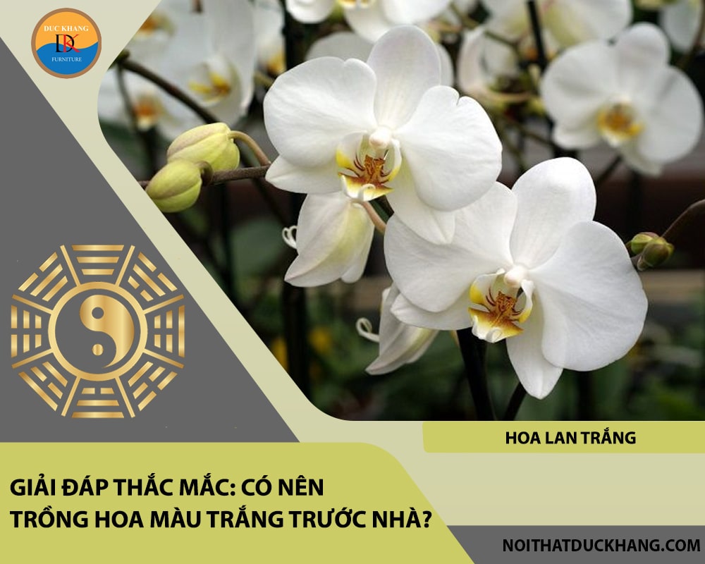 Những loại hoa màu trắng nào nên trồng trước nhà - Hoa lan trắng Những loại hoa màu trắng nào nên trồng trước nhà - Hoa lan trắng