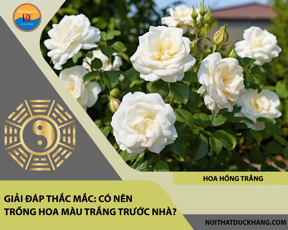 Những loại hoa màu trắng nào nên trồng trước nhà - Hoa hồng trắng Những loại hoa màu trắng nào nên trồng trước nhà - Hoa hồng trắng