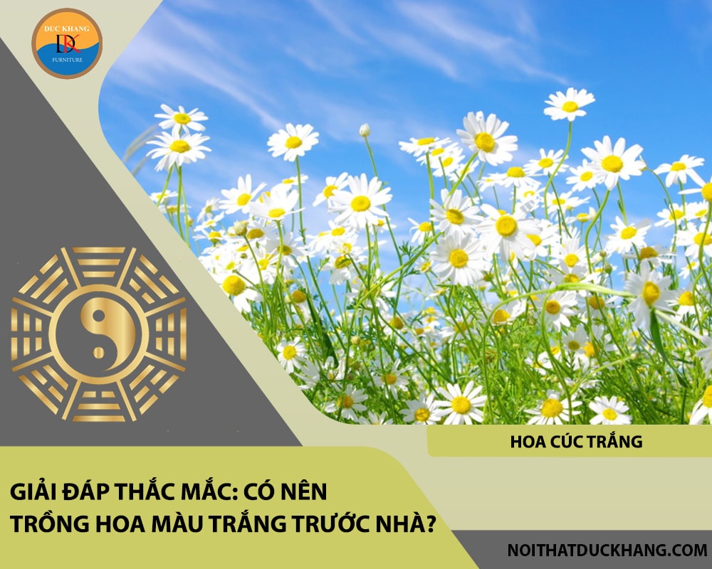 Những loại hoa màu trắng nào nên trồng trước nhà - Hoa cúc trắng Những loại hoa màu trắng nào nên trồng trước nhà - Hoa cúc trắng