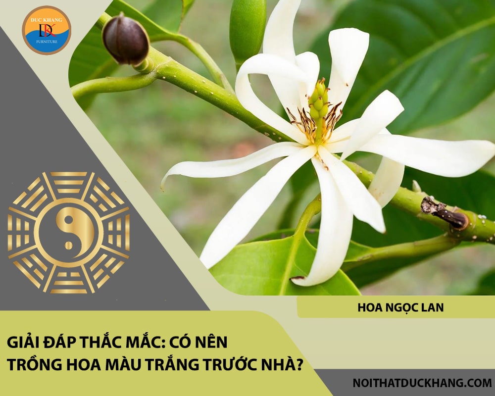 Những loại hoa màu trắng nào nên trồng trước nhà - Hoa ngọc lan Những loại hoa màu trắng nào nên trồng trước nhà - Hoa ngọc lan