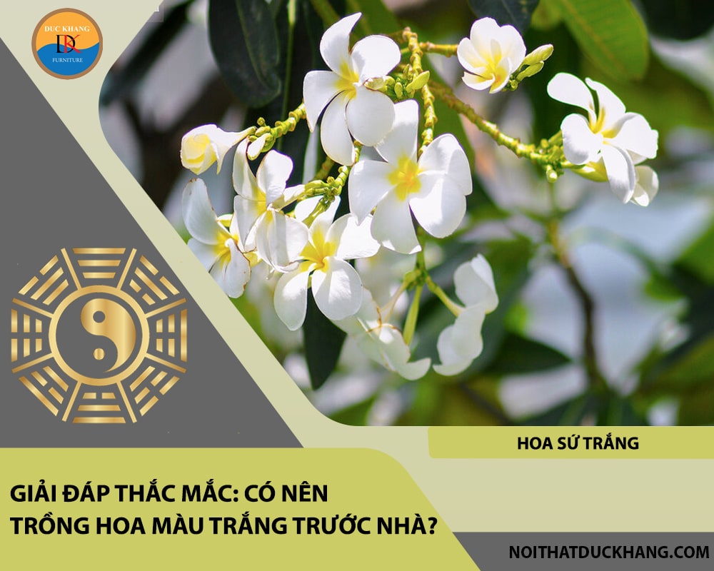 Những loại hoa màu trắng nào nên trồng trước nhà - Hoa sứ trắng Những loại hoa màu trắng nào nên trồng trước nhà - Hoa sứ trắng