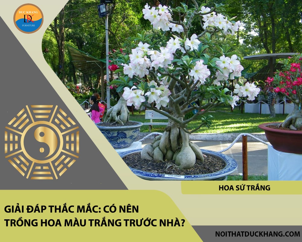 Giải đáp thắc mắc: Có nên trồng hoa màu trắng trước nhà?