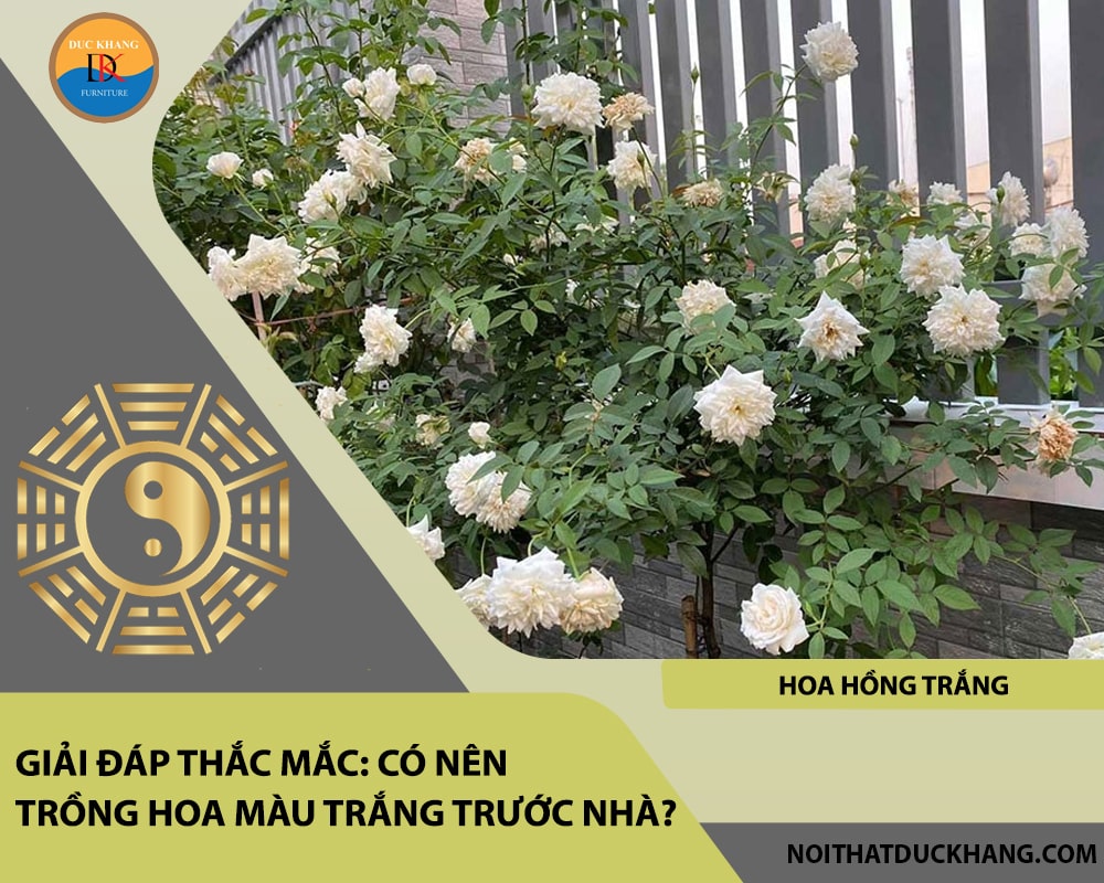Có nên trồng hoa màu trắng trước nhà - Hoa hồng trắng Có nên trồng hoa màu trắng trước nhà - Hoa hồng trắng