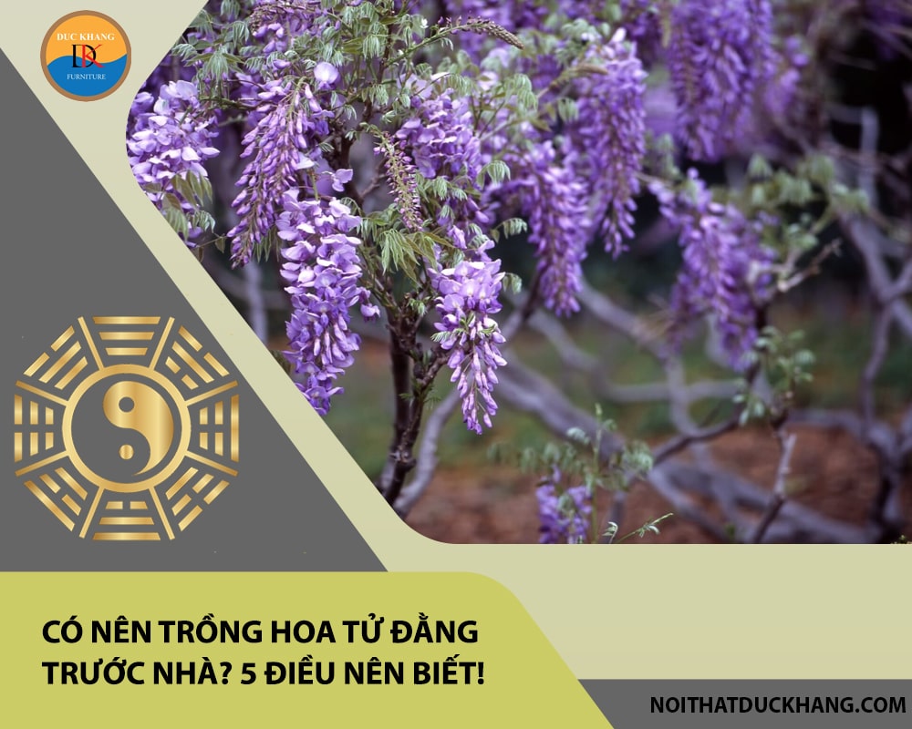 Có nên trồng hoa tử đằng trước nhà? 5 điều nên biết!