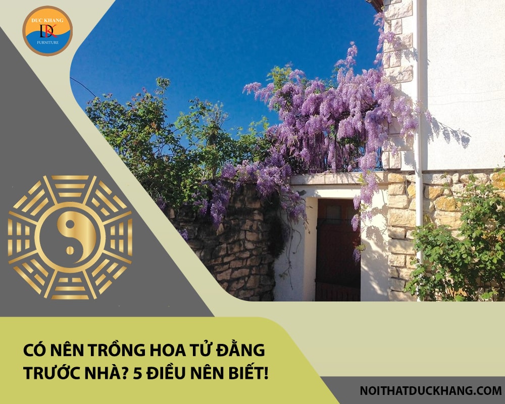 Có nên trồng hoa tử đằng trước nhà? 5 điều nên biết!