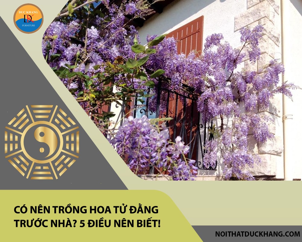 Có nên trồng hoa tử đằng trước nhà? 5 điều nên biết!