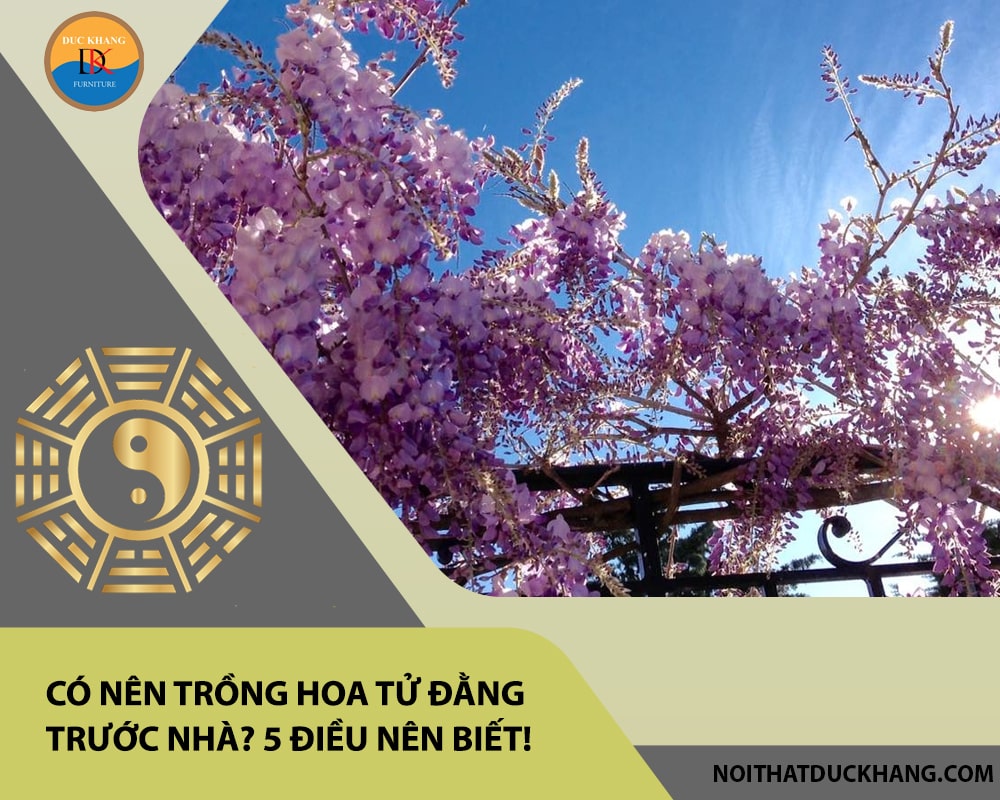 Có nên trồng hoa tử đằng trước nhà? 5 điều nên biết!