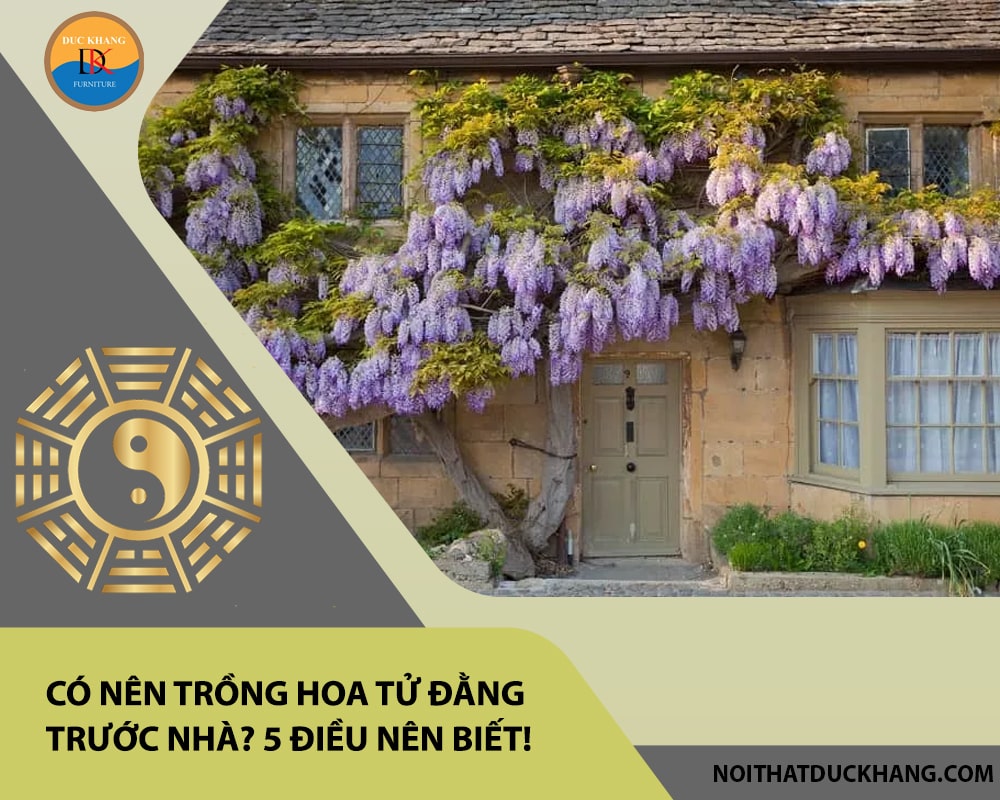 Có nên trồng hoa tử đằng trước nhà? 5 điều nên biết!